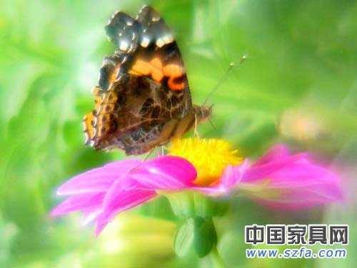 蝶依斕路傳說 <wbr>The <wbr>Legend <wbr>of <wbr>Dearland 蝶依斕路傳說 <wbr>The <wbr>Legend <wbr>of <wbr>Dearland