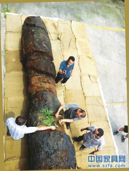 　6月23日，工作人員給烏木丈量“腰圍”。