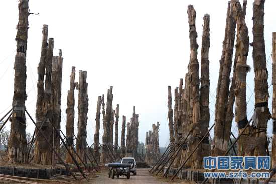 精品園內，98棵紫薇樹分立兩排，已全部死亡。