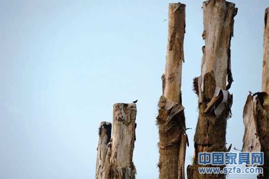 紫薇樹皮已干枯脫落。記者王從啟/攝src="http://m.91xiaowai.com/file/upload/201207/18/14-00-48-68-1.jpg"