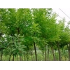 加盟濟(jì)南市速生國(guó)槐,速生國(guó)槐價(jià)格，選擇天野綠化苗木服務(wù)商