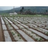 白地膜“高透光性”新疆白地膜，白地膜生產(chǎn)廠家